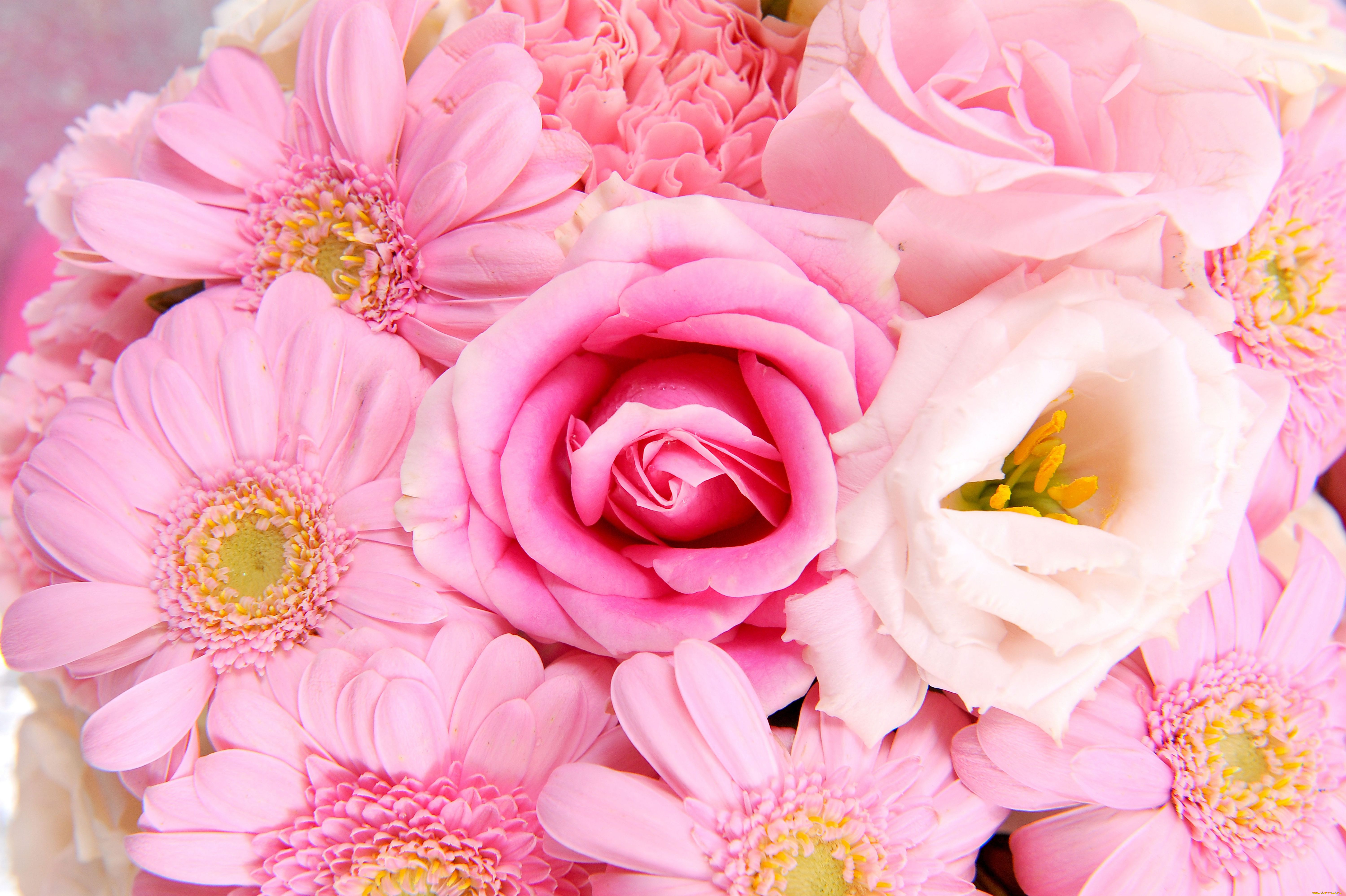 Какая красивая цветочками. Яркие цветы. Красивые цветочки. Красивые цветы. Розовые цветы.